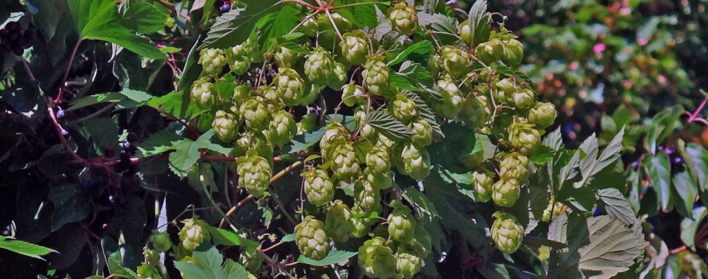 lúpulo para cerveza
