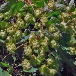 lúpulo para cerveza